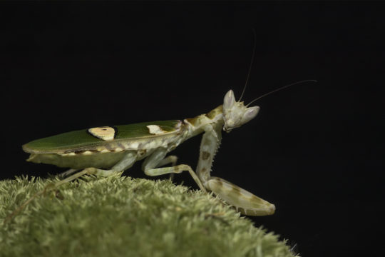 Praying mantis - Gottesanbeterin - 0.1 Creobroter sp chiang mai