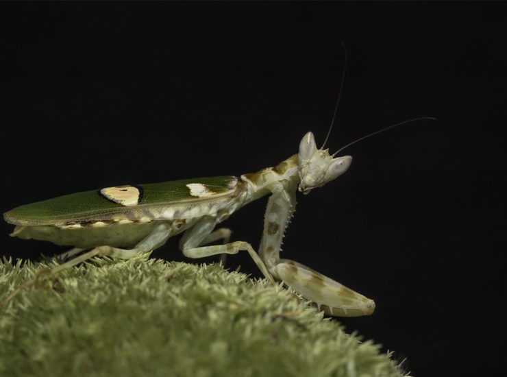 Praying mantis - 0.1 Creobroter sp. chiang mai