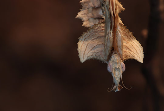 Praying mantis - Gottesanbeterin - Idolomantis diabolica