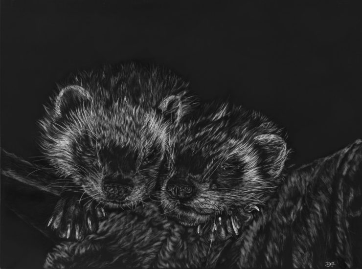 Scratchboard - ferrets Ayumi + Anko