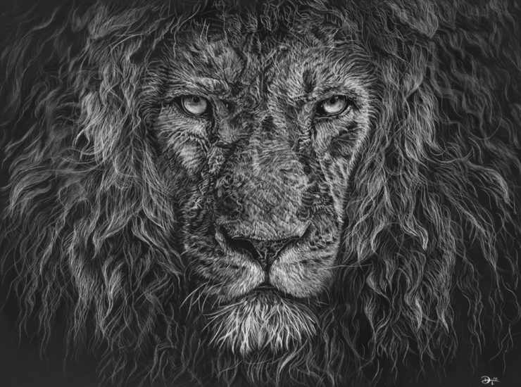 Scratchboard - lion - reference photo with kind permission from Hadsam (fotocommunity.com)