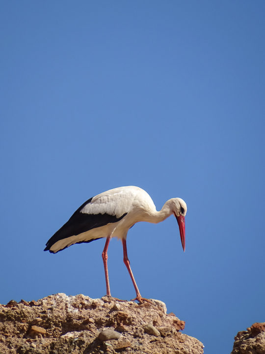 stork in Marrakech - Storch in Marrakesch