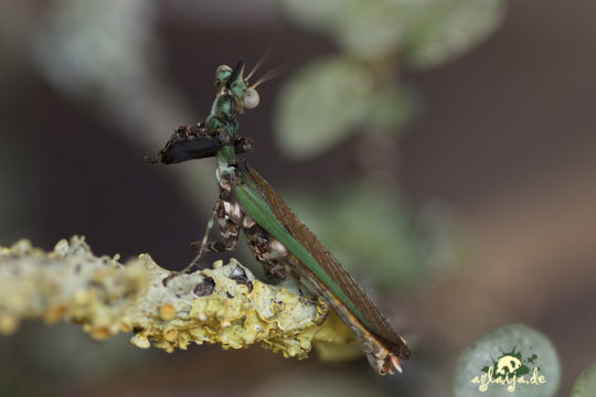 Praying mantis - Gottesanbeterin - 1.0 Callibia diana