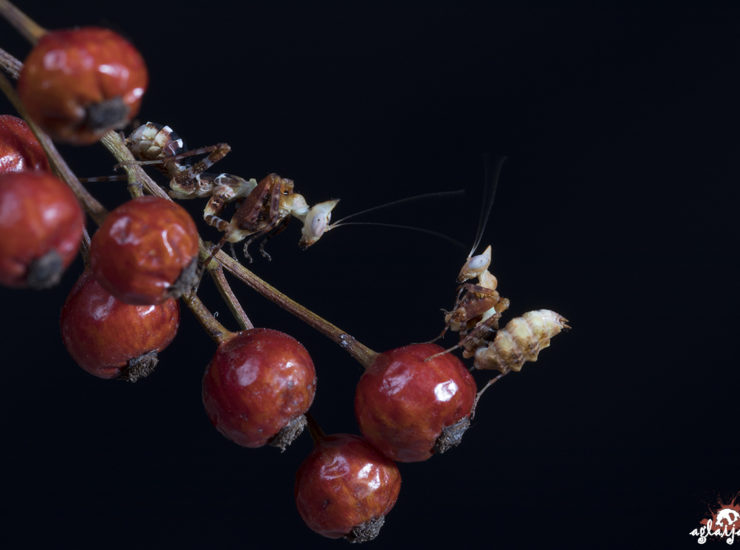 Praying mantis - Gottesanbeterin - Callibia diana nymphs