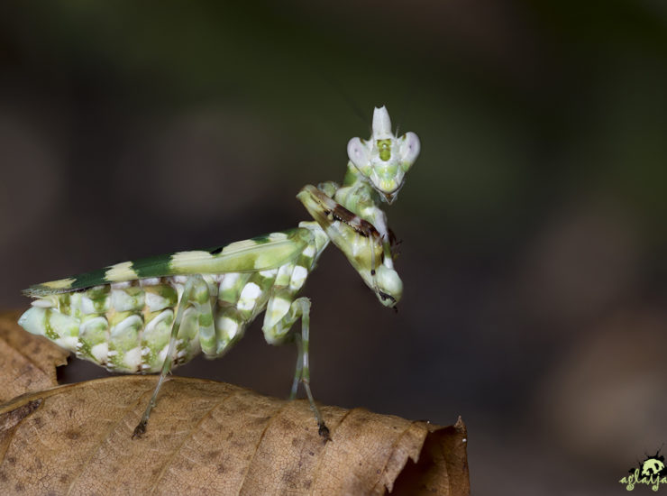 Praying mantis - Gottesanbeterin - 0.1 Callibia diana