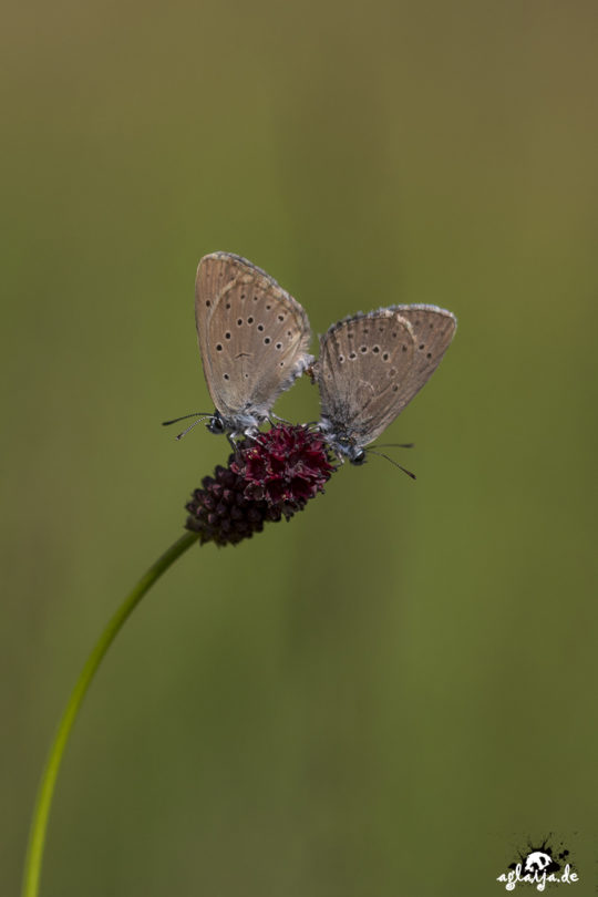 Butterfly - Schmetterling (Wiesenknopf-Ameisenbläuling)