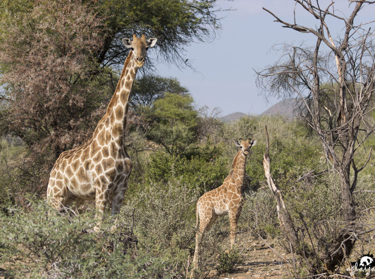 Namibia - giraffes